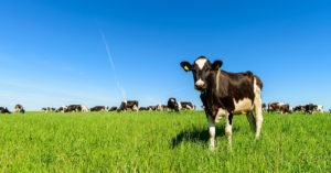 Kuvituskuva: lehmä niityllä